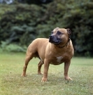 Picture of  ch weycombe benny, staffordshire bull terrier on a lawn