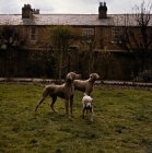 Picture of  ch wolfox bittersweet, left, two weimaraners with a puppy