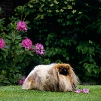 Picture of  champion belknap ego,   pekingese in show coat