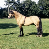Picture of  comet,  welsh cob (section d) stallion, 