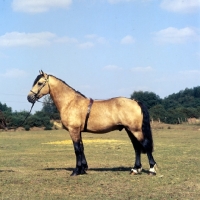 Picture of  comet, welsh cob (section d) stallion