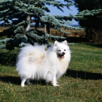 Picture of  cuchilo pearly king (polo)  german spitz (klein) standing
