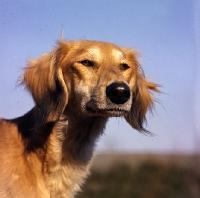 Picture of  daxlore saluki head study against blue sky