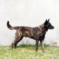 Picture of  doerak van de vaskenow, dutch shepherd dog standing on grass by a wall