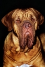 Picture of  dogue de bordeaux frowning