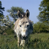 Picture of  donkey gazing into camera