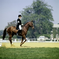 Picture of  dressage at goodwood 1976