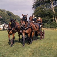Picture of  duke of edinburgh driving his team of Cleveland Bays, cirencester park carriage driving competition 