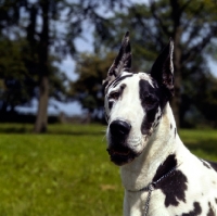 Picture of  dunja vom reidstern, harlequin great dane with cropped ears