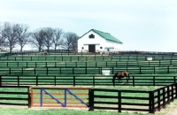 Picture of  fencing  at spendthrift farm usa, with horse grazing