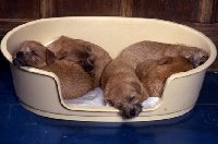 Picture of  five norfolk terrier puppies lying in a bed