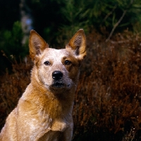 Picture of  formakin brolga ahead shoulder shot of australian cattle dog