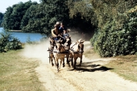 Picture of  four fjord ponies driven down a track in windsor park