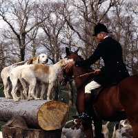 Picture of  foxhounds of the beaufort hunt on logs with huntsman praising them.