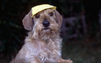 Picture of  frodo, fluffy coated norfolk terrier  wearing hat