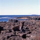 Picture of  galapagos fur seal on lava on james island, galapagos islands