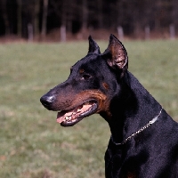 Picture of  ger ch falko von hagenstolz dobermann with cropped ears