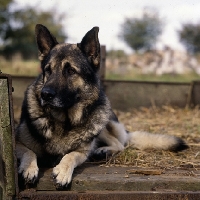 Picture of  german shepherd dog from druidswood, lying in a hay cart