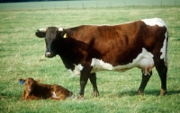 Picture of  gloucester cow and calf at cotswold farm park