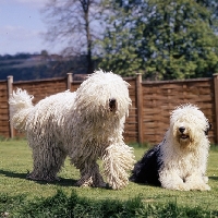 Picture of  hercegvaros cica of borgvaale and loakespark (kitten), komondor and old english  sheepdog on grass