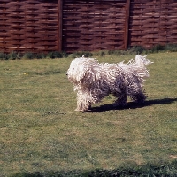 Picture of  hercegvaros cica of borgvaale and loakespark (kitten), young komondor running on grass