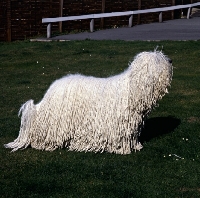 Picture of  hercegvaros cica of borgvaale and loakespark (kitten) komondor standing on grass