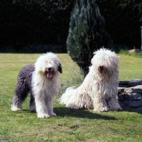 Picture of  hercegvaros cica of borgvaale and loakespark (kitten), young komondor and young old english  sheepdog on grass