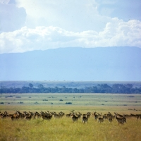 Picture of  herd of uganda kob, queen elizabeth np