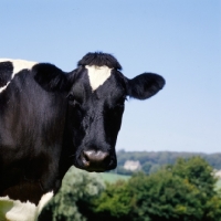 Picture of  holstein friesian cow protrait