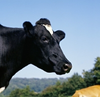 Picture of  holstein friesian cow protrait