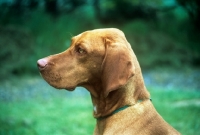 Picture of  hungarian vizsla, arclight nadia, portrait in profile