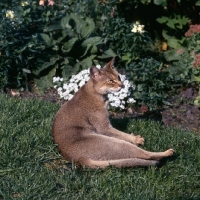 Picture of  int ch cenicienta van mariÃ«ndaal,  abyssinian cat lying on grass