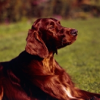 Picture of  irish setter portrait