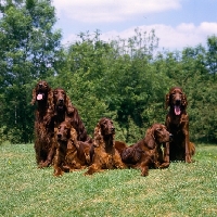 Picture of  irish setters from cornevon & others, tosca, amy, harry mac, amazing group of six