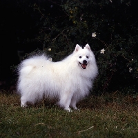 Picture of  japanese spitz