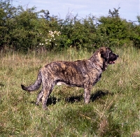 Picture of  jaro de monte jaena, spanish mastiff standing in grass