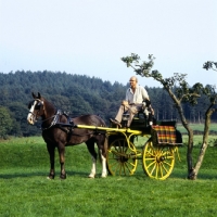 Picture of  john holmes driving his welsh cob, comet, with dog, ben, on board