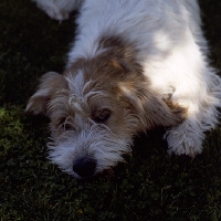 Picture of  jomil rolande a cochise, petit basset griffon vendeen,  head shoulders 