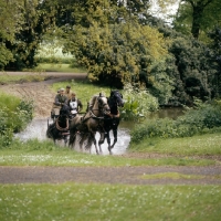 Picture of  j.richards driving a team of welsh cobs at windsor carriage driving championships 1981 