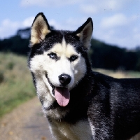 Picture of  katchukah's koziavka, siberian husky portrait