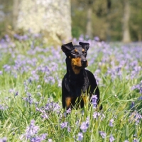 Picture of  keyline gloriana, manchester terrier among bluebells