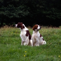 Picture of  llanelwy hard days night at chardine, left,  chardine vari, irish red and white setters looking in opposite directions