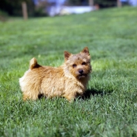 Picture of  long valley theo stillman, norwich terrier standing on grass