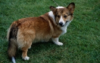 Picture of  magnificent edwards boy, undocked pembroke corgi showing his tail