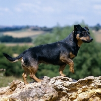 Picture of  merry meg of the embarges,   lancashire heeler walking along a fallen tree