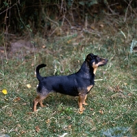 Picture of  merry meg of the embarges, looking down upon a keen ancashire heeler standing on grass