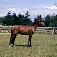 Picture of  Moroun, Caspian Pony stallion full body 