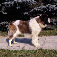 Picture of  moscow guard dog at exhibition of economic achievement, moscow