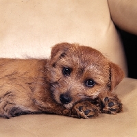 Picture of  nanfan sage, 10 weeks old  norfolk terrier puppy lying in an armchair