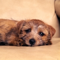 Picture of  nanfan sage,  norfolk terrier puppy lying in an armchair
